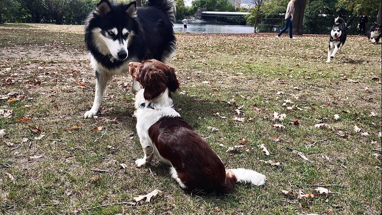 Exciting Dog Walk in Ottawa - Dachshund Playing with Huskies at the Dog Park + Crazy Thunderstorm!!