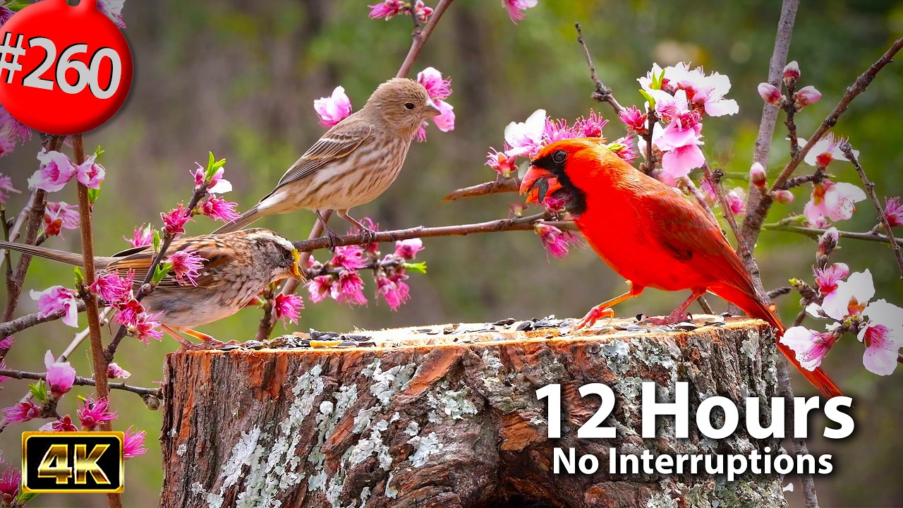 12 Hrs Best of Relaxing TV for Cats 😻 Uninterrupted Birds 🐦 Peach Blossom Cat TV @LensMyth