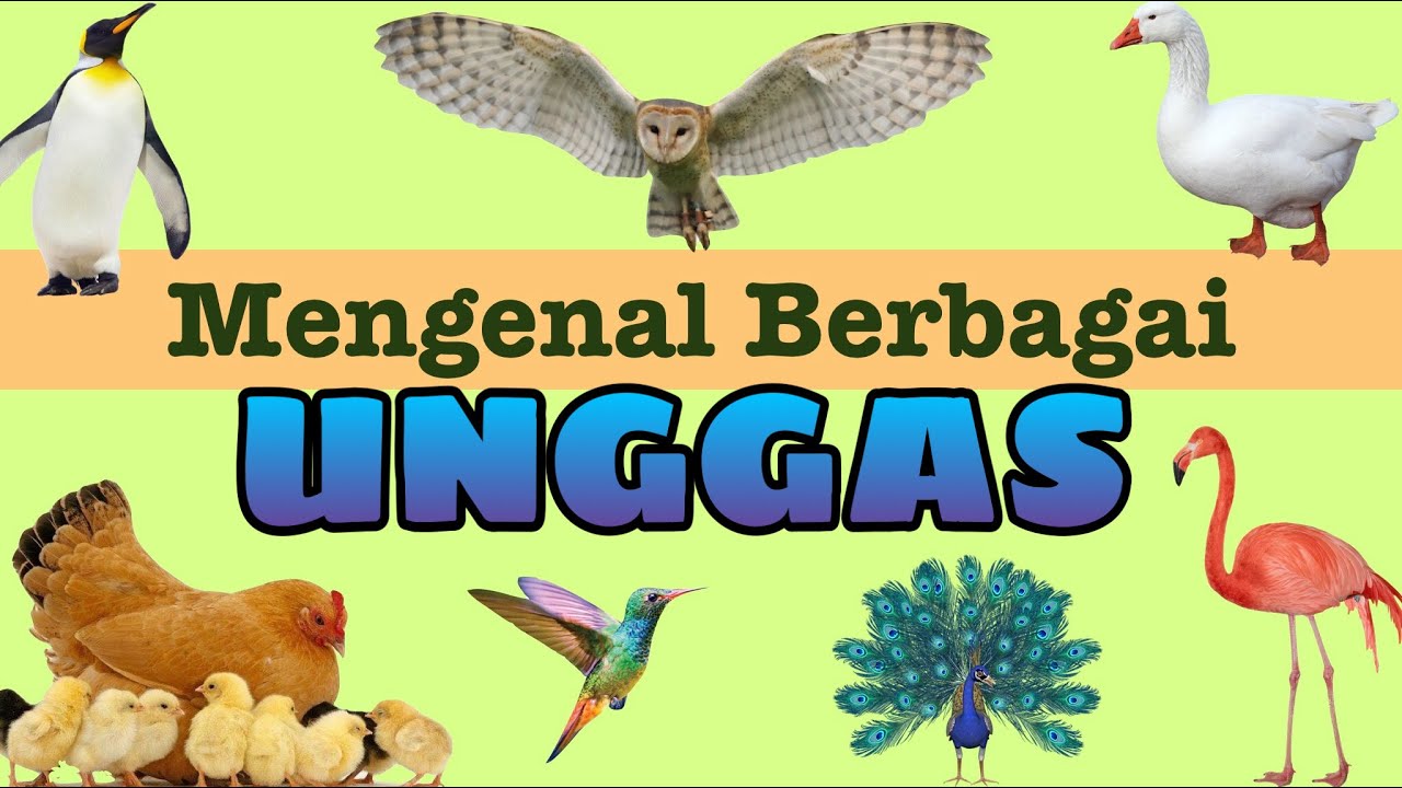 Mengenal Unggas dan Suaranya (Macam-macam Ayam dan Burung)