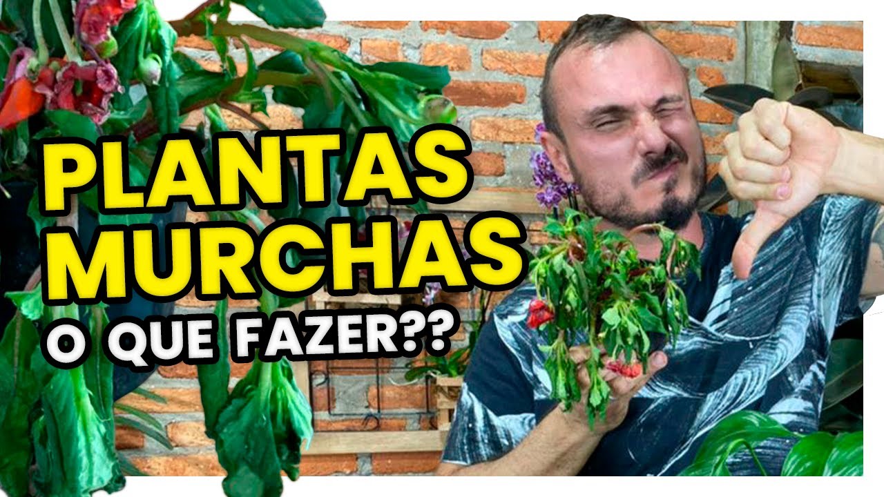 PLANTAS MURCHAS | Aprenda como salvar e regar corretamente