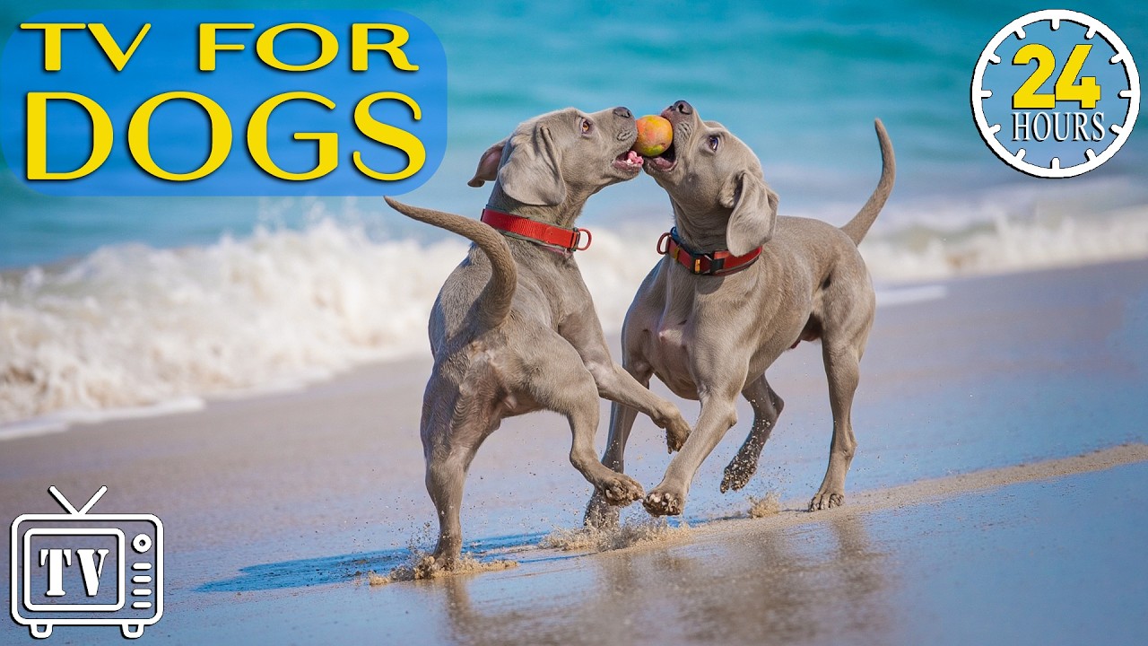24/7 Dog TV: TOP Calming Music for Dogs & Fast Boredom-Busting Videos for Dogs with Anxiety All Day