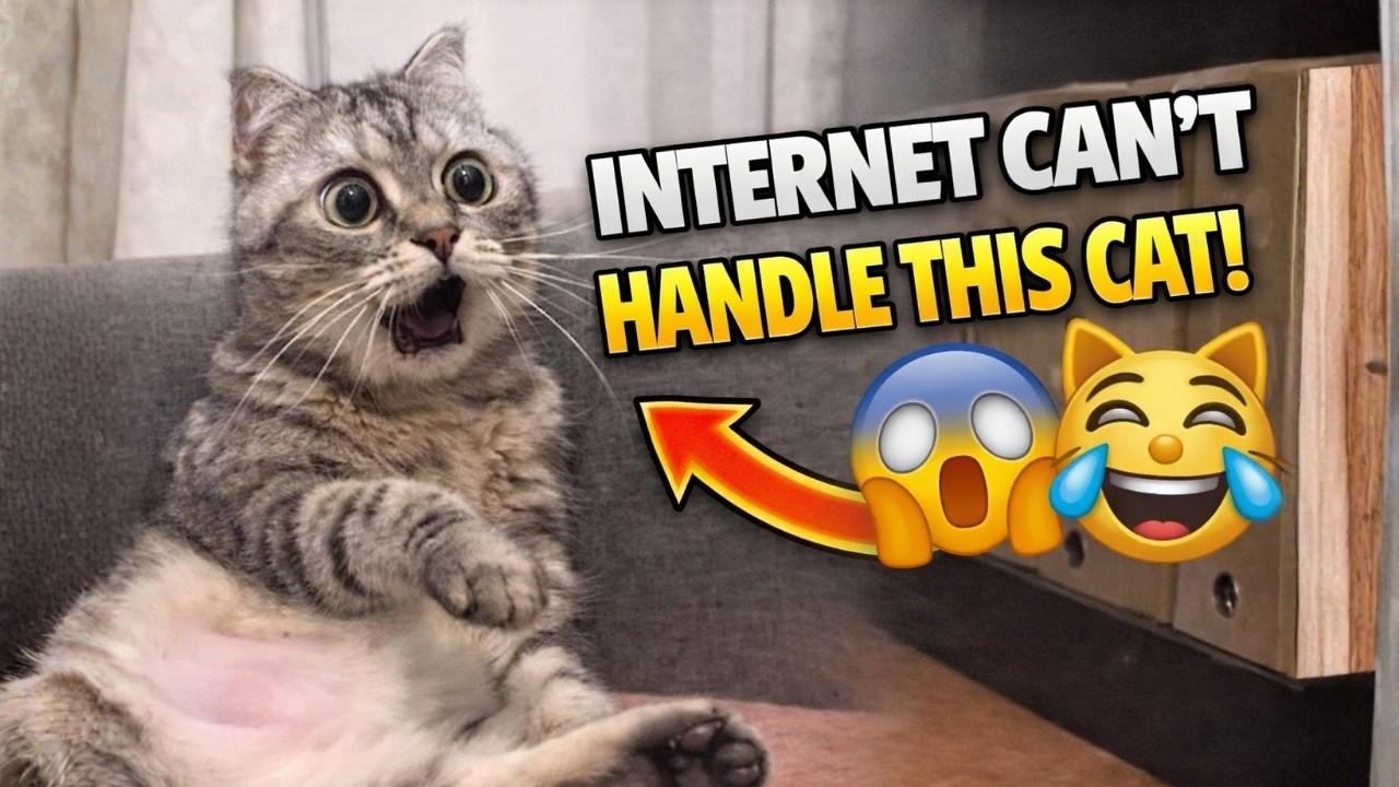 Internet Can’t Handle This Cat 😱🐱