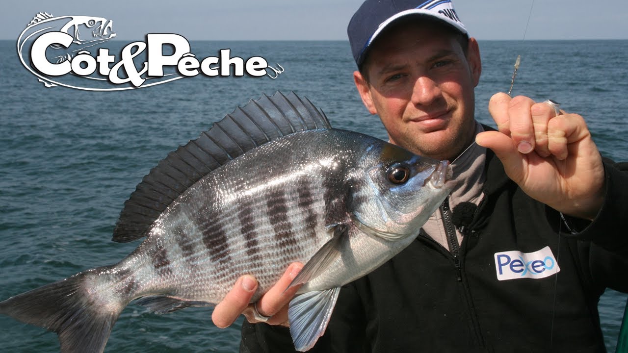 P&ecirc;che de la Dorade grise