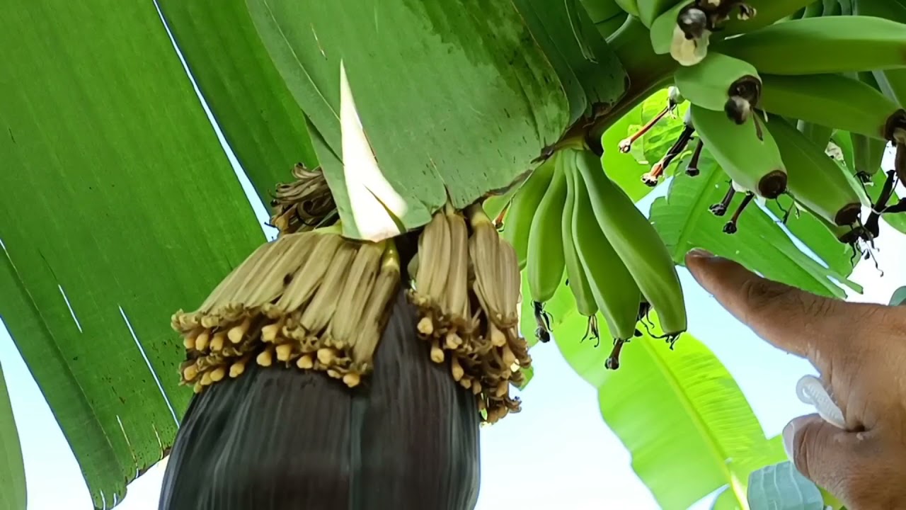 Siembra de Plátano Manzano 🌴