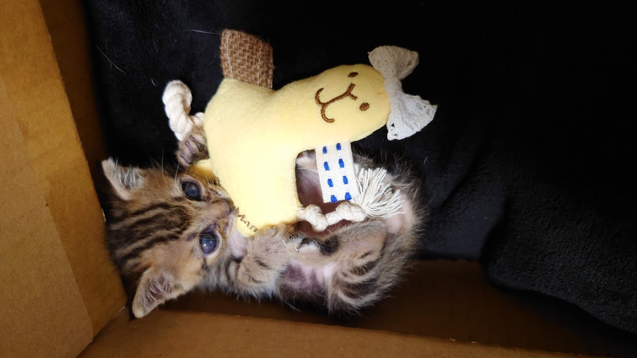 育児放棄された子猫を保護したその後