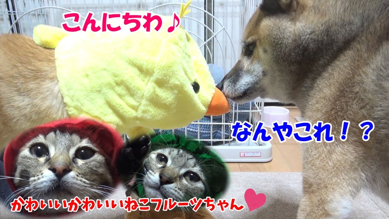 柴犬子猫　癒しの被り物♡動物派？フルーツ派？-- Shiba Inu and kitten cute hat--