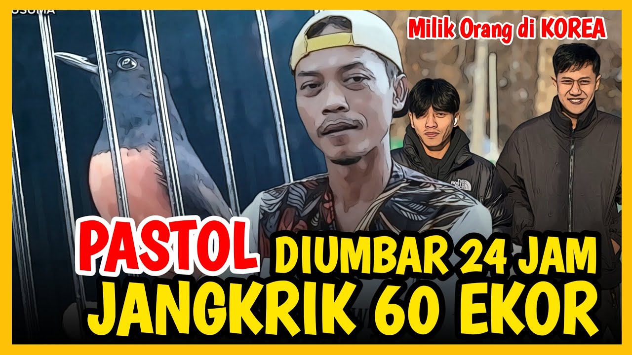 RAWATAN PASTOL TOLAK 100 JUTA‼️ Diumbar 24 Jam, Jangkrik 60 ‼️ Murai BRAWIJAYA di Wijaya Kusuma