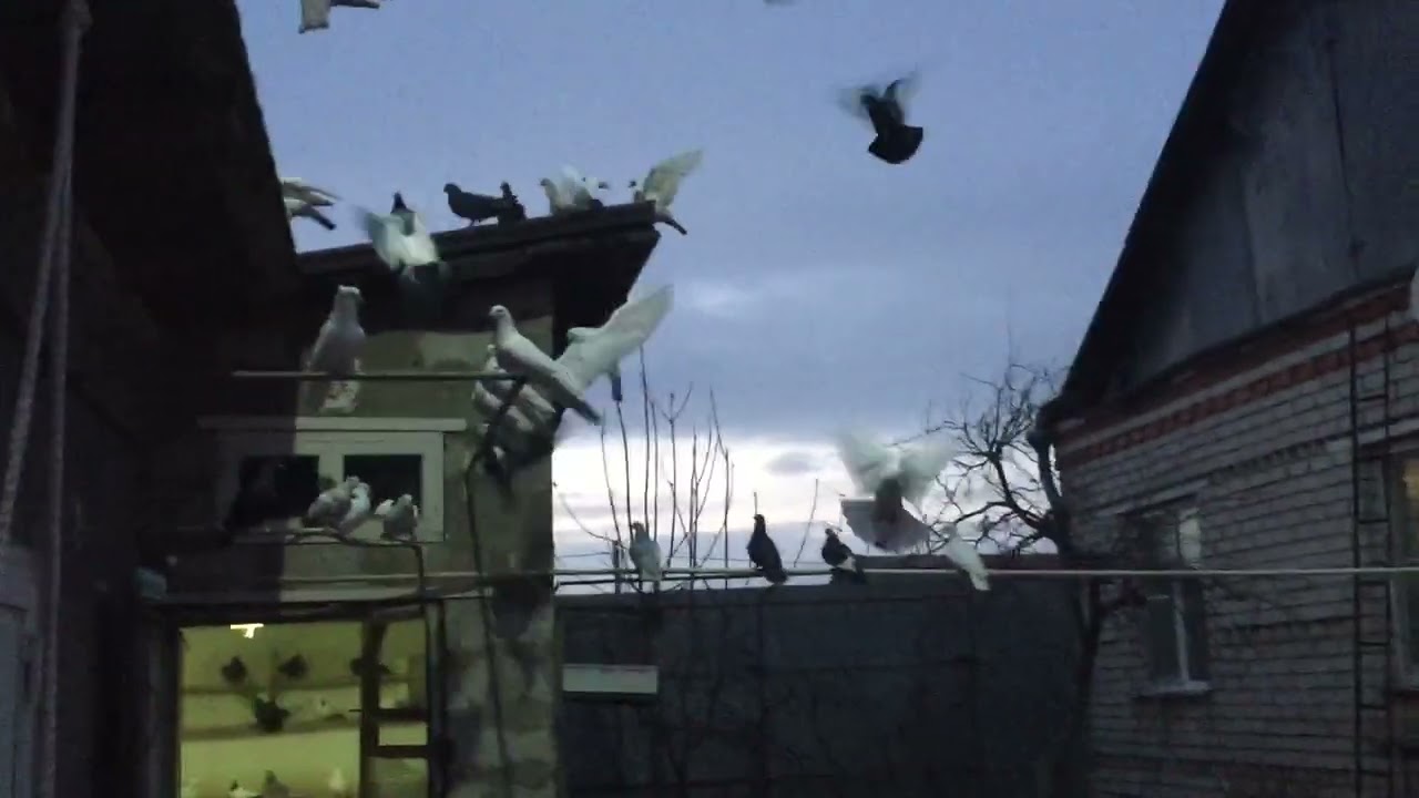 #Pigeons.Вечерняя посадка армянских бойных голубей. 