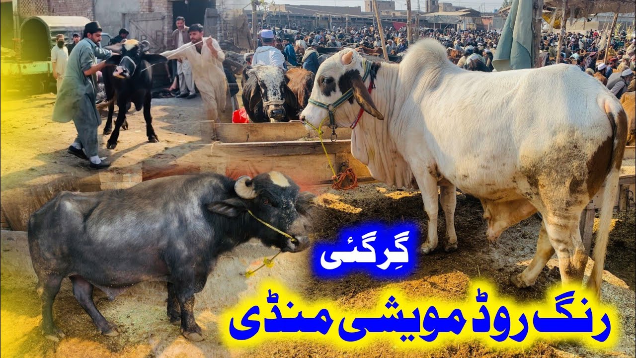 Peshawar ki Mandi aaj sasti 😍 | ring road mandi ke rates bohot munasib