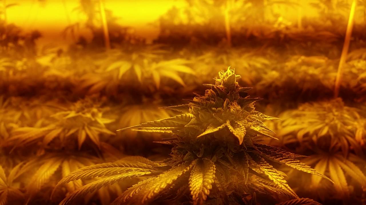 Week 6 60,000 Watt Medical Grow