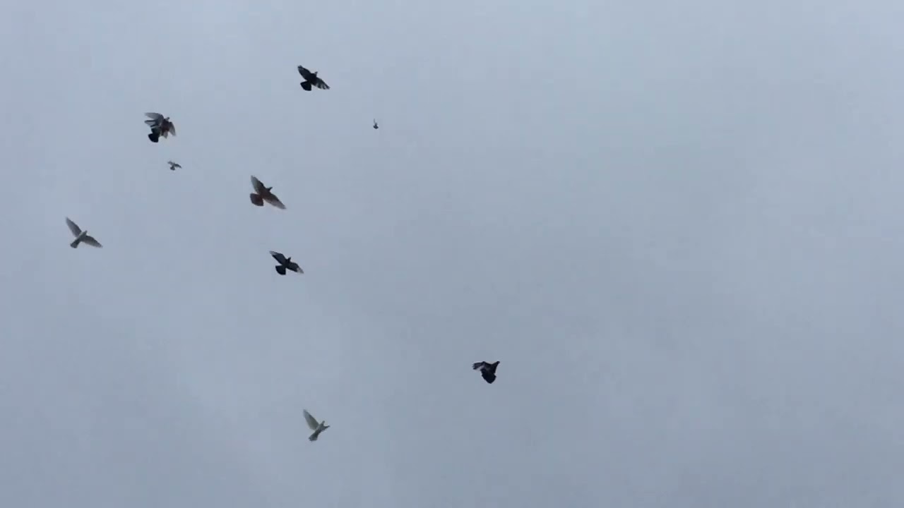 #Pigeons.Почему голуби пропадают при резком перемене погоды. 