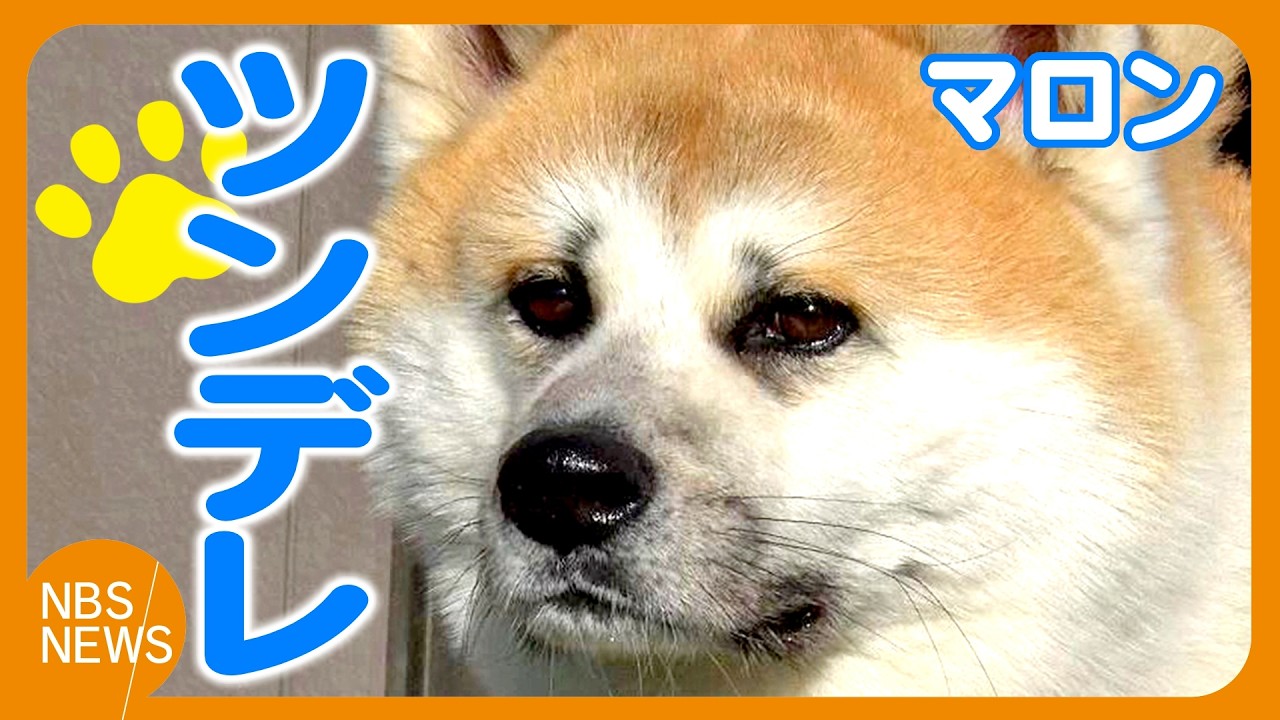 「素直に甘えてきてくれない “ツンデレ”」　秋田犬の「マロン」