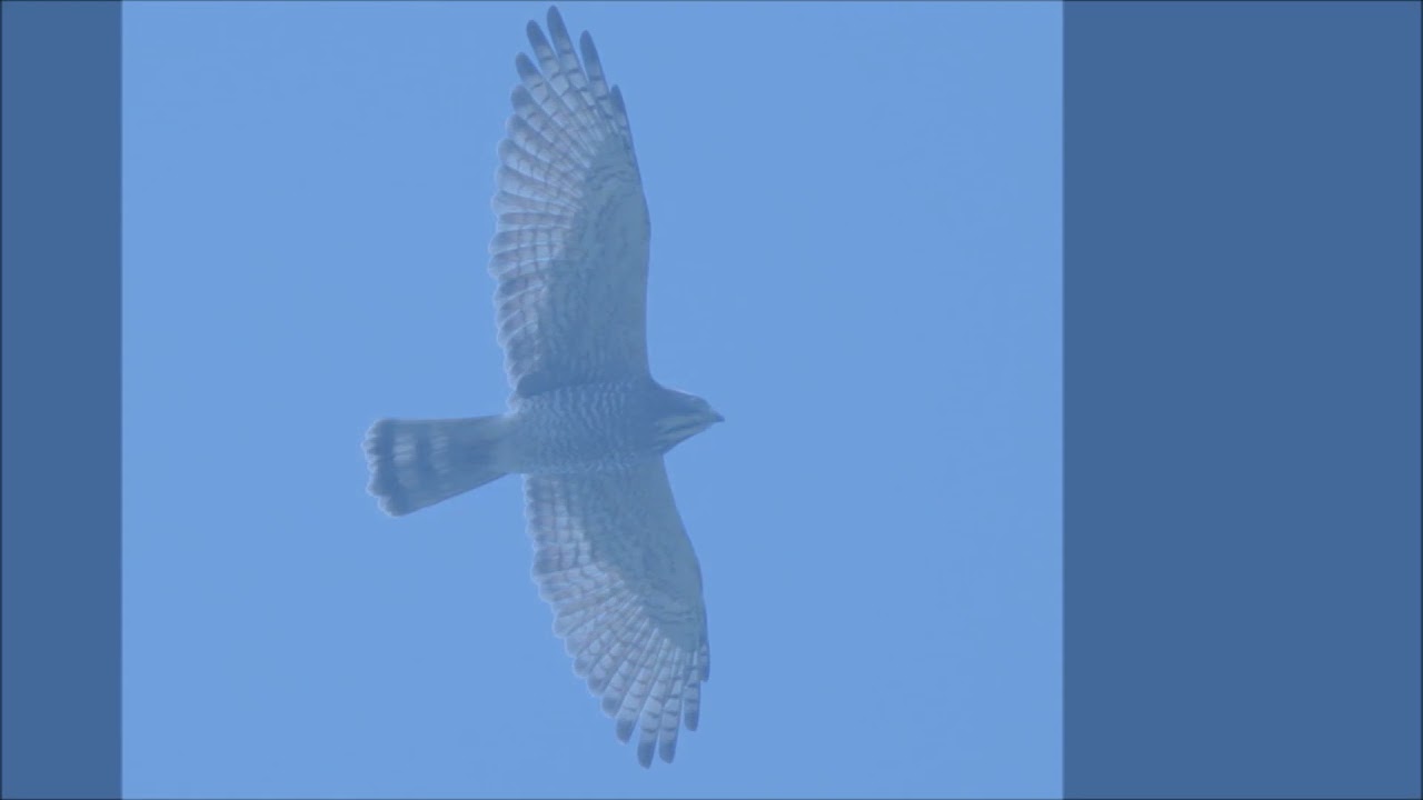 第1回こやいけ野鳥観察会～秋のタカの渡りin昆陽池公園 ～