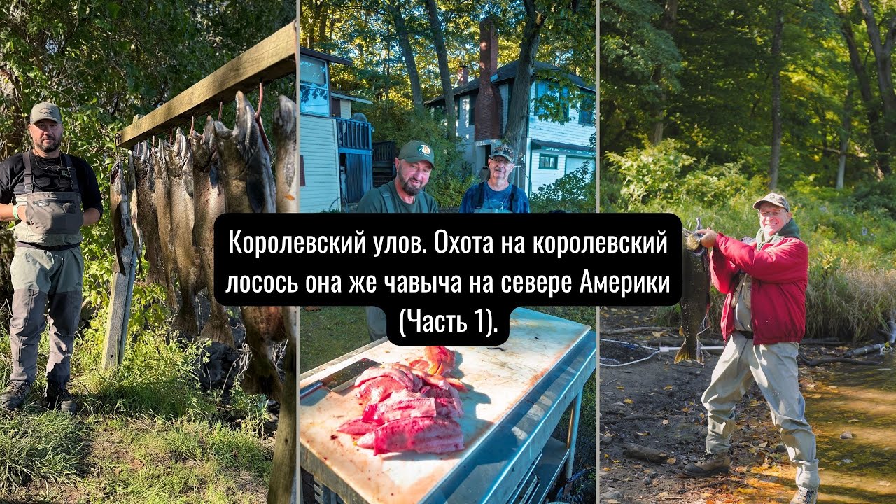 Королевский улов. Охота на королевский лосось она же чавыча на севере Америки  (Часть 1)