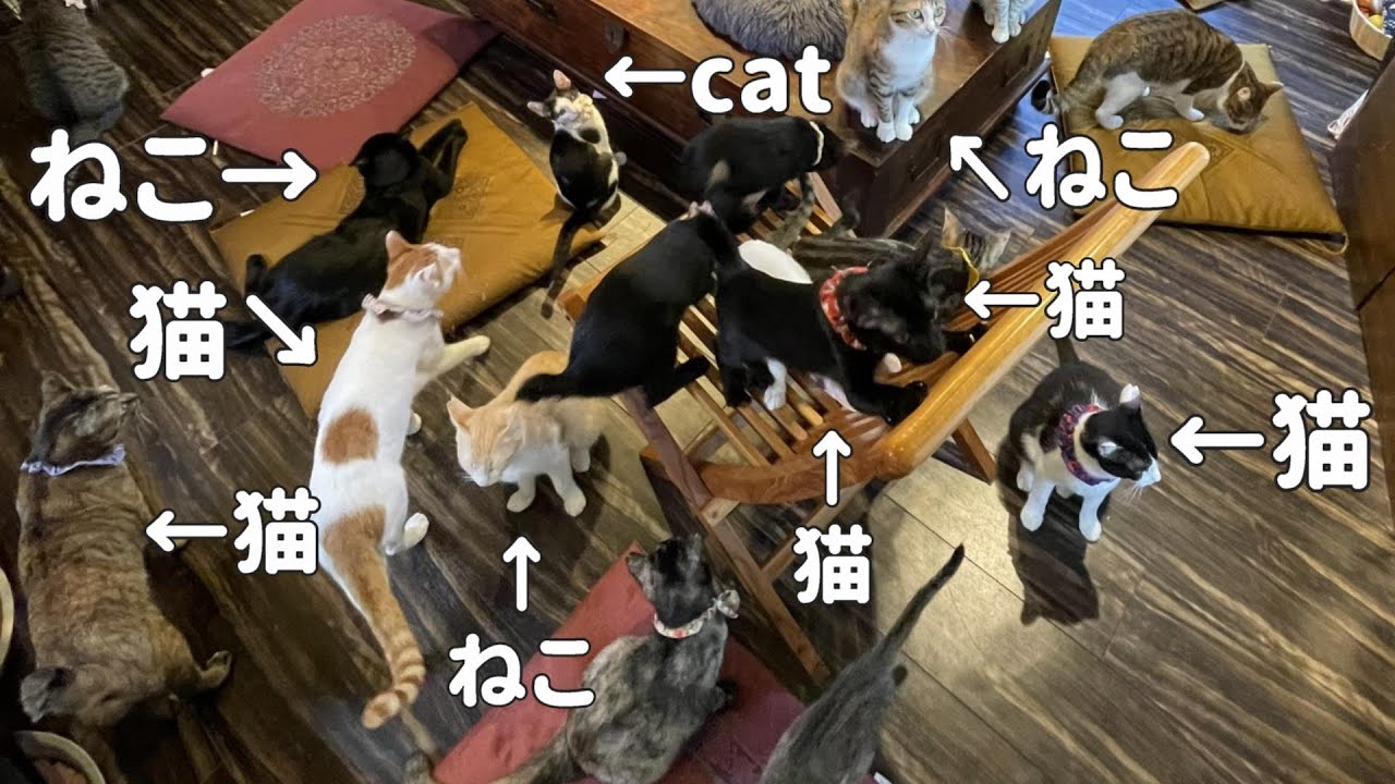 保護猫カフェで変なかわいい猫と出会った【要にゃんこ亭】[ENG SUB]