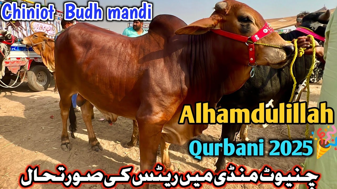 Chiniot Bakra Mandi new update || buddh Mandi Chiniot || May,14, 2025
