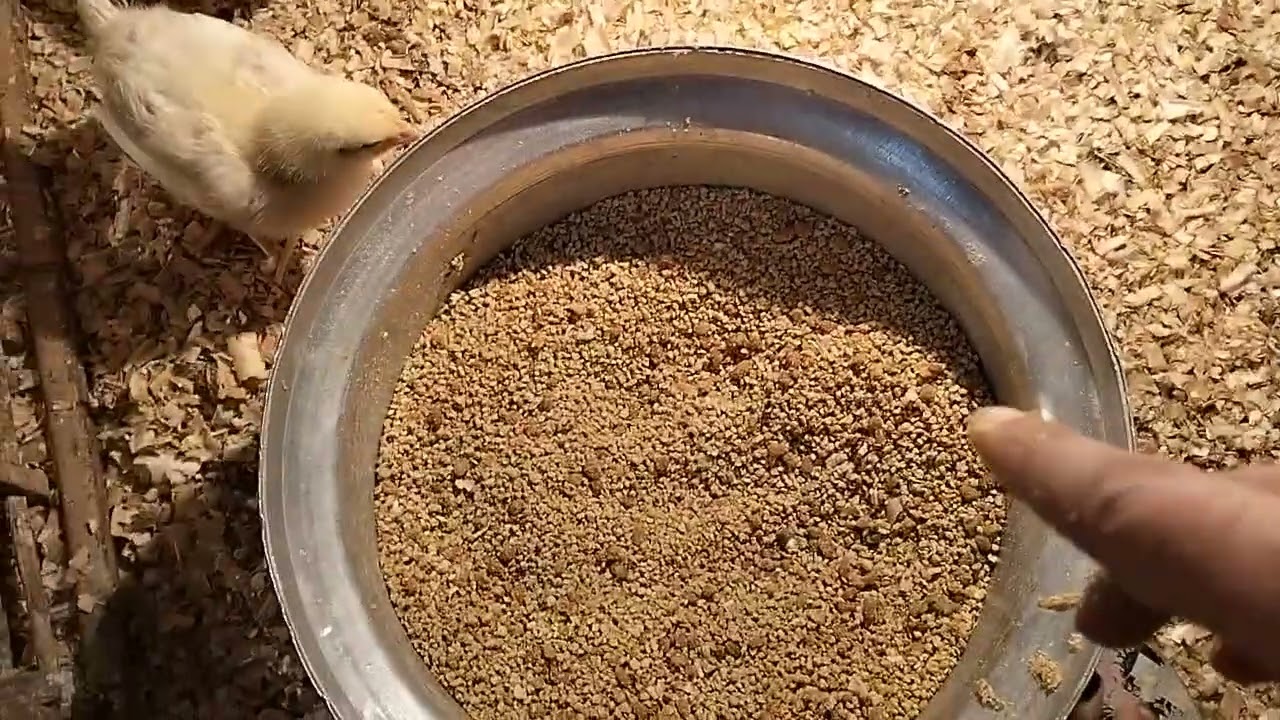 اليوم الثامن على التوالي وخلطه تسمين بدانا فيها من اليوم الثامن