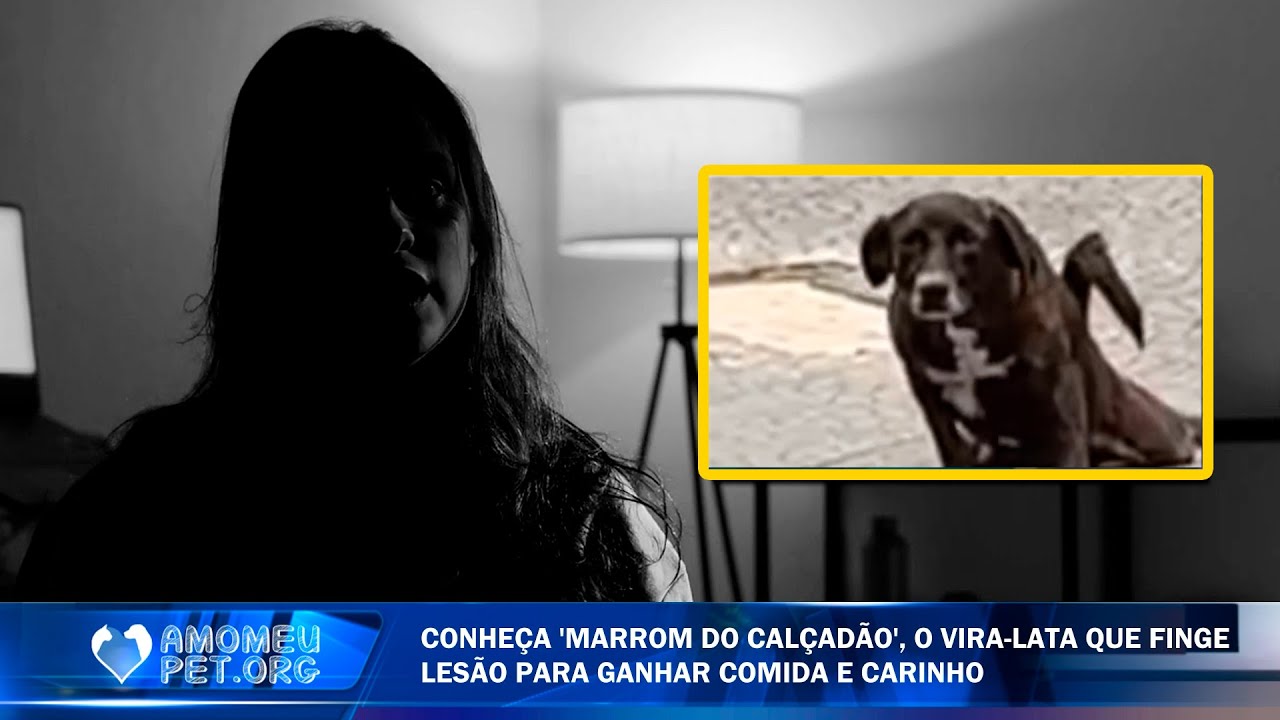 ESSES CACHORROS E GATOS ESTRANHOS ESTÃO ASSUSTANDO AS PESSOAS | Jornalzinho Amo Meu Pet