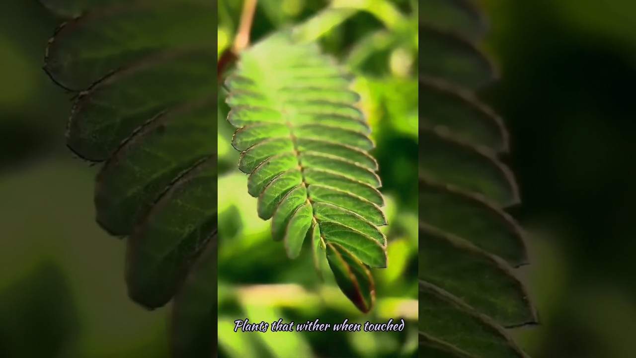 Don't Touch Me!Plants that wither when touched