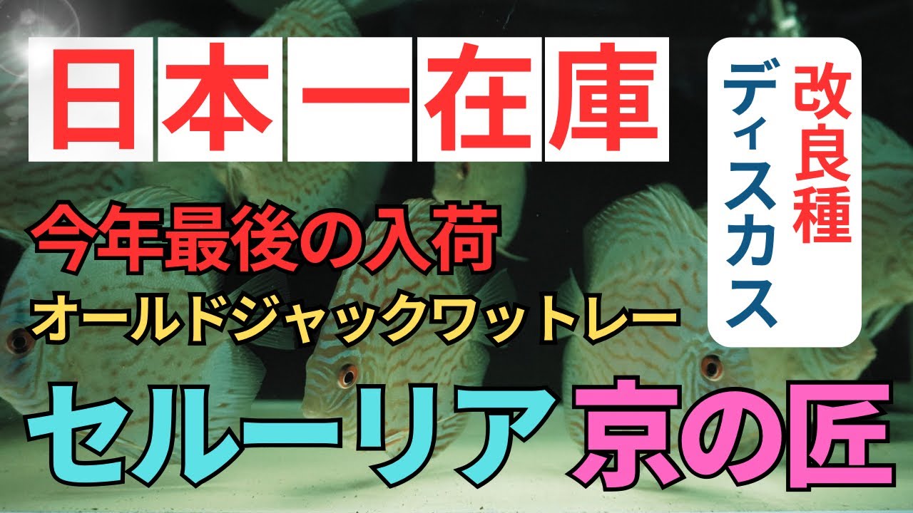 高品質ディスカスの楽園ペットバルーン日本一の圧倒的な在庫量GWセール中 京の匠 オールドジャックワットレー セルーリア。独特の紫のような青みとメタリックな光沢感はこの品種ならでは。その他入荷個体の紹介