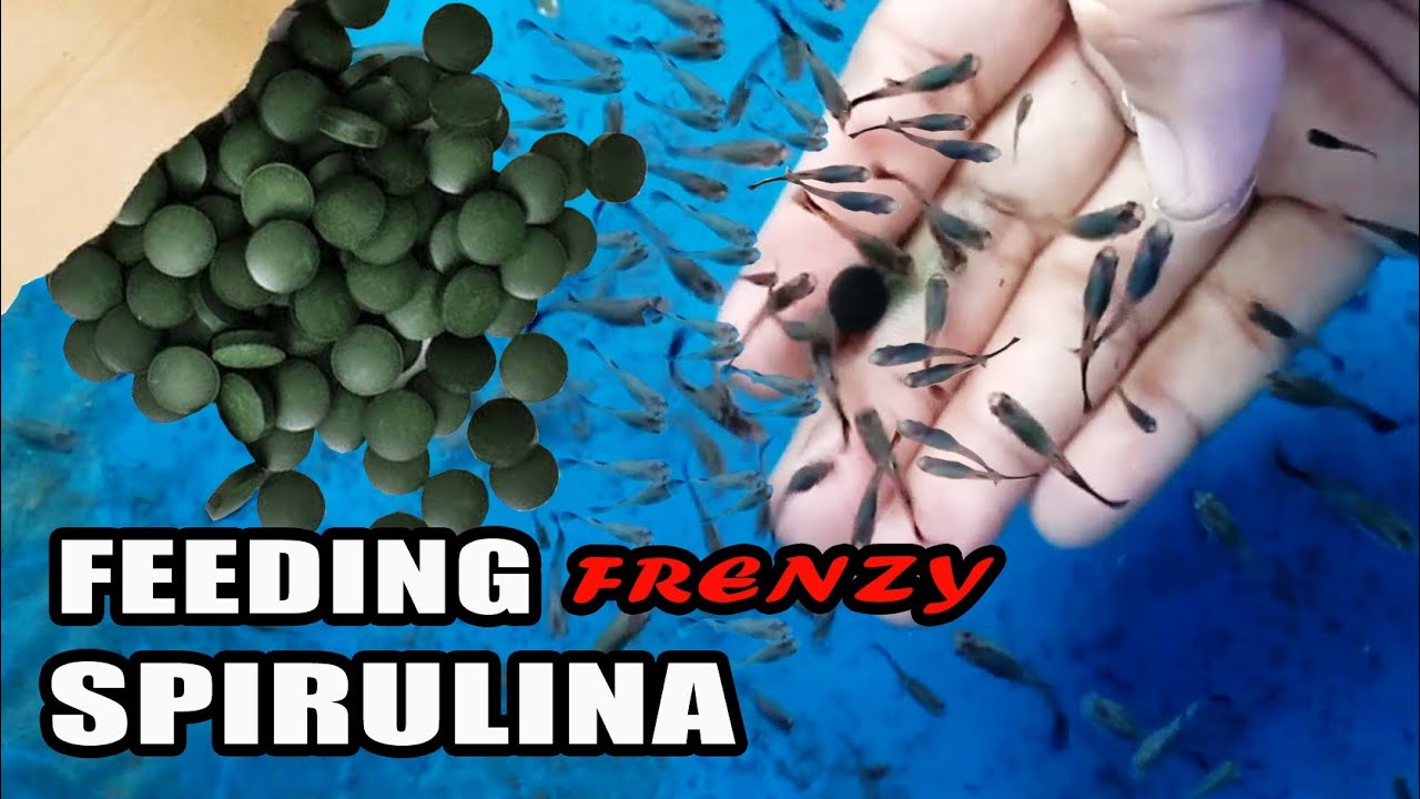 FEEDING FRENZY | Why Spirulina is good to our fish | Surprise!