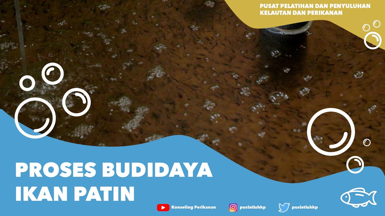 RAHASIA SUKSES PEMBENIHAN IKAN PATIN DALAM 2 MALAM