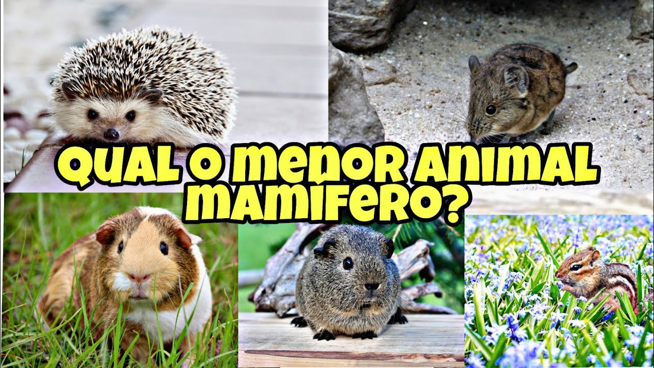 QUAL o MENOR ANIMAL MAM&Iacute;FERO da Terra?