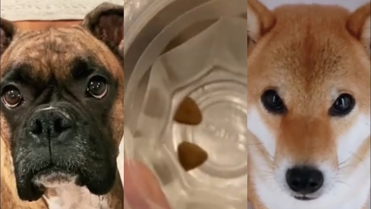 Putting My Dog On A Diet Challenge - TikTok Compilation 2020
