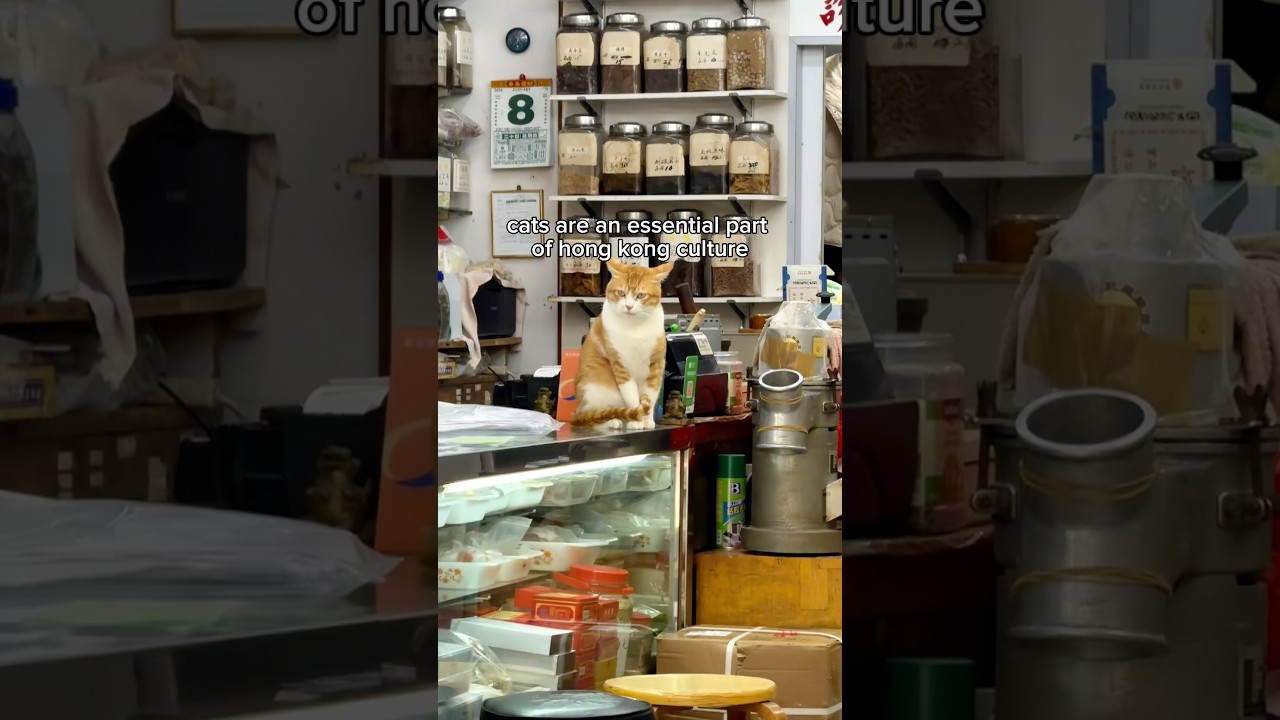 medicine cats of hong kong 🇭🇰🐈