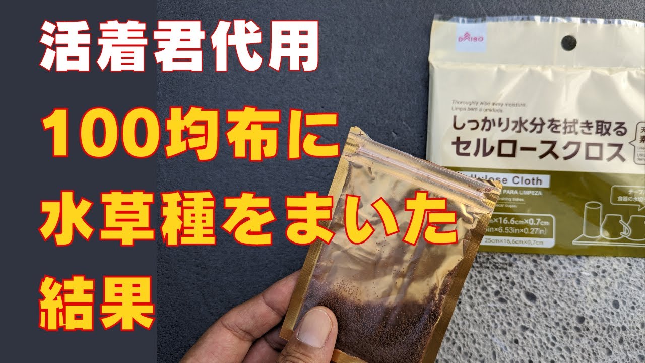 活着君代用として100均の布に水草の種をまいてみた