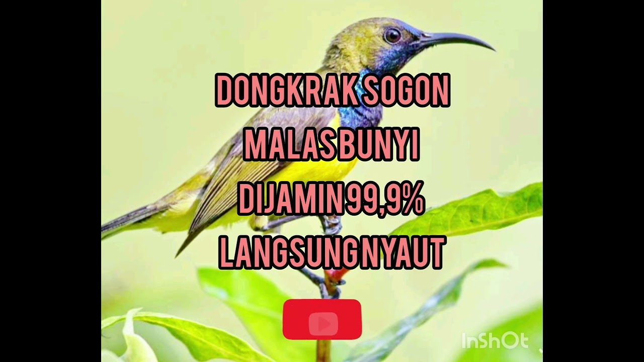 Dongkrak Sogon macet 99,9% jamin nyaut #sogonnembak  #sogongacorngobra #masteransogonijoan #burung 