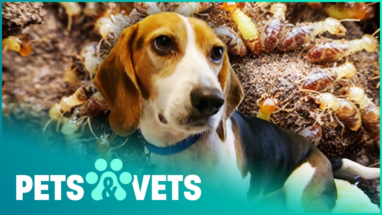 Amazing Beagle Is An Expert Termite Tracker | Dogs with Jobs