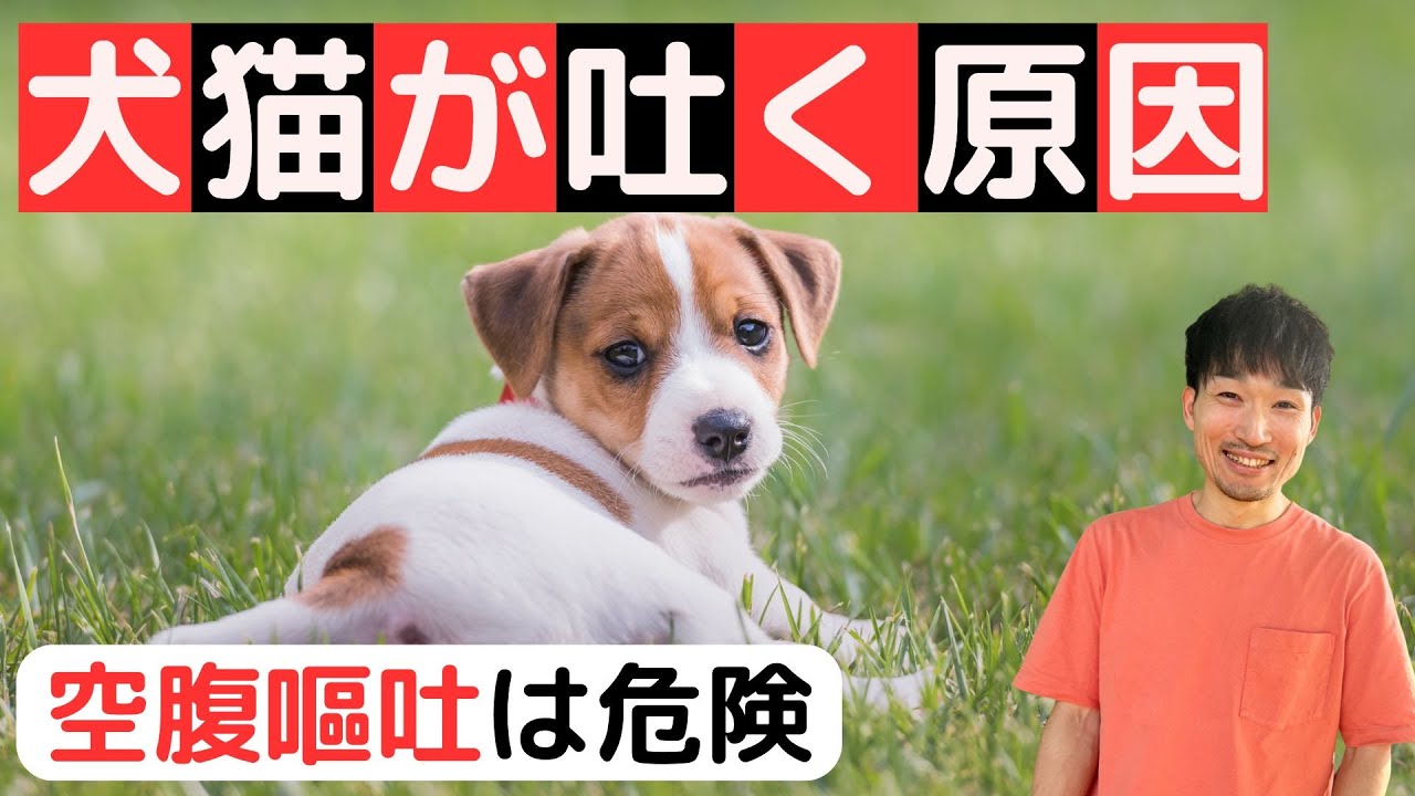 犬猫が吐く原因を徹底解説【空腹嘔吐で食事回数を増やしてませんか？】