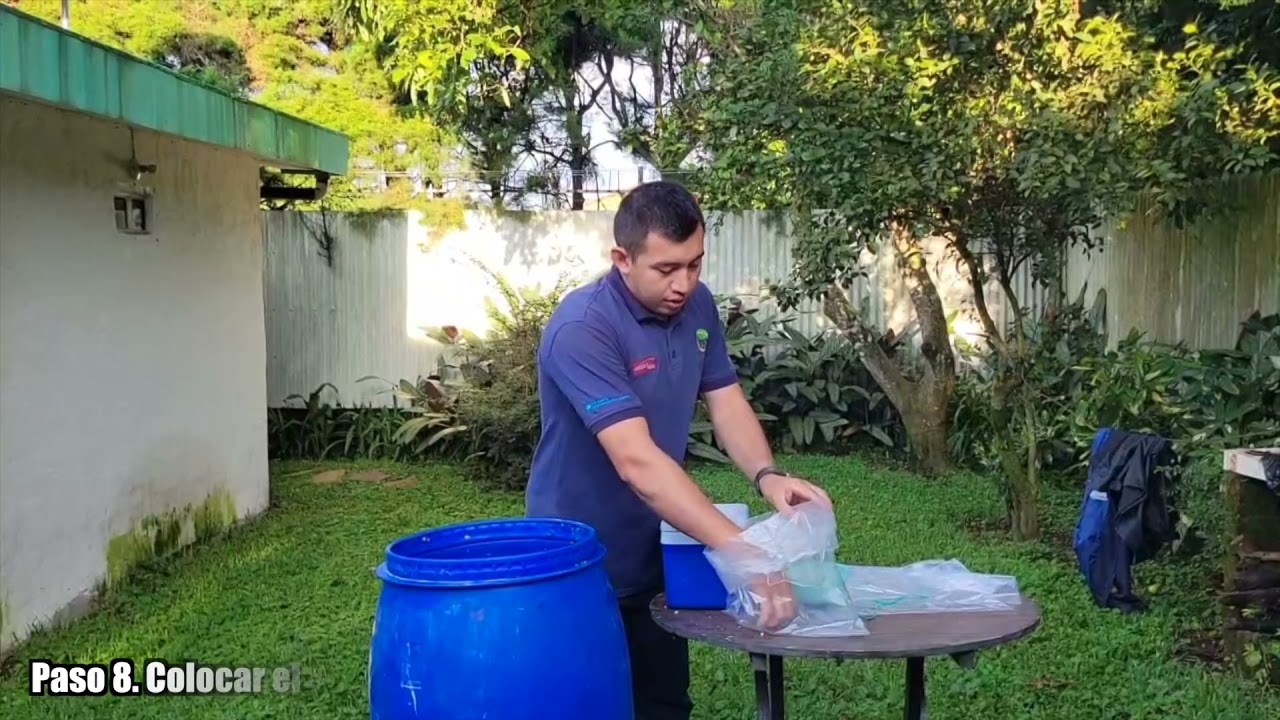 Reproducción de Hongo Ostra