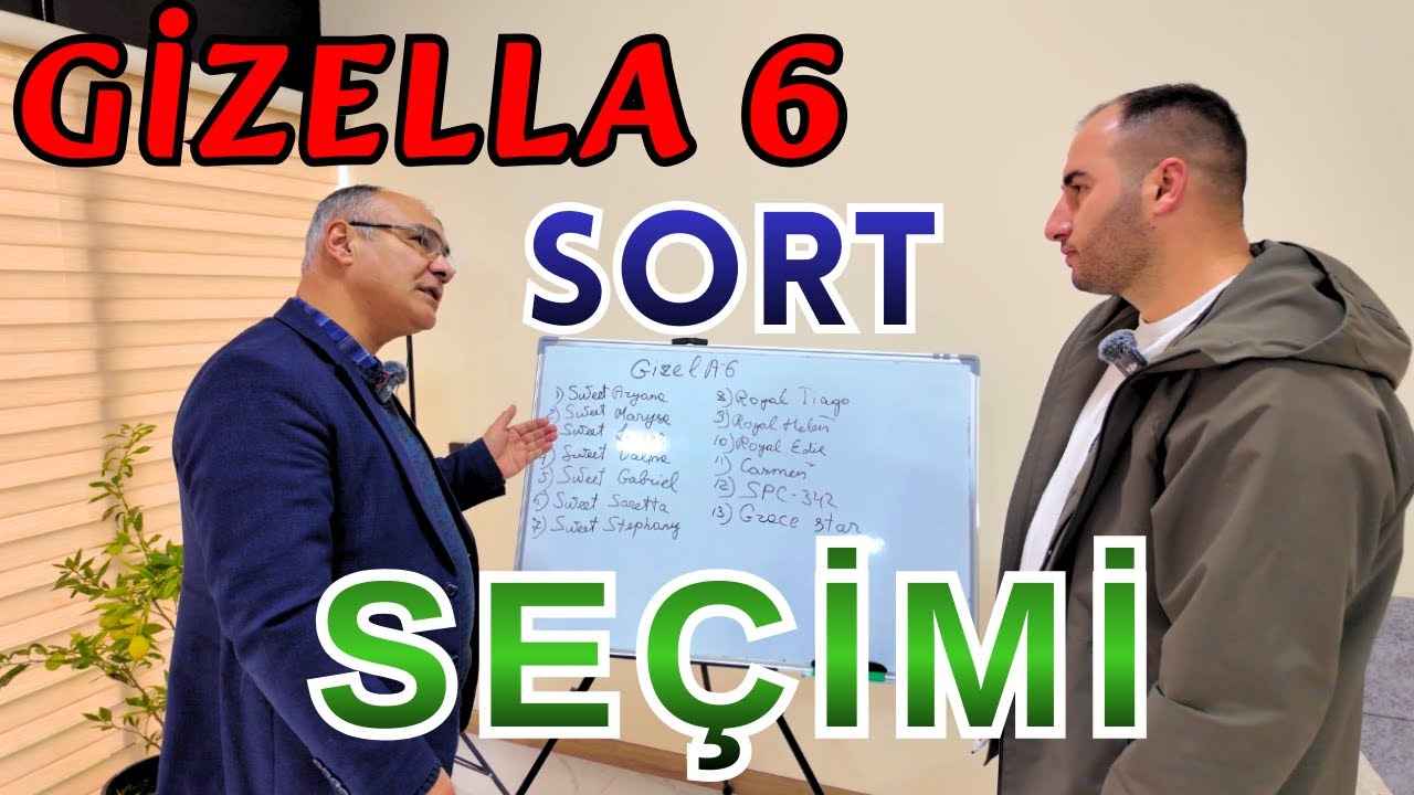 GİZELLA 6 da Düzgün Sort Seçimi.