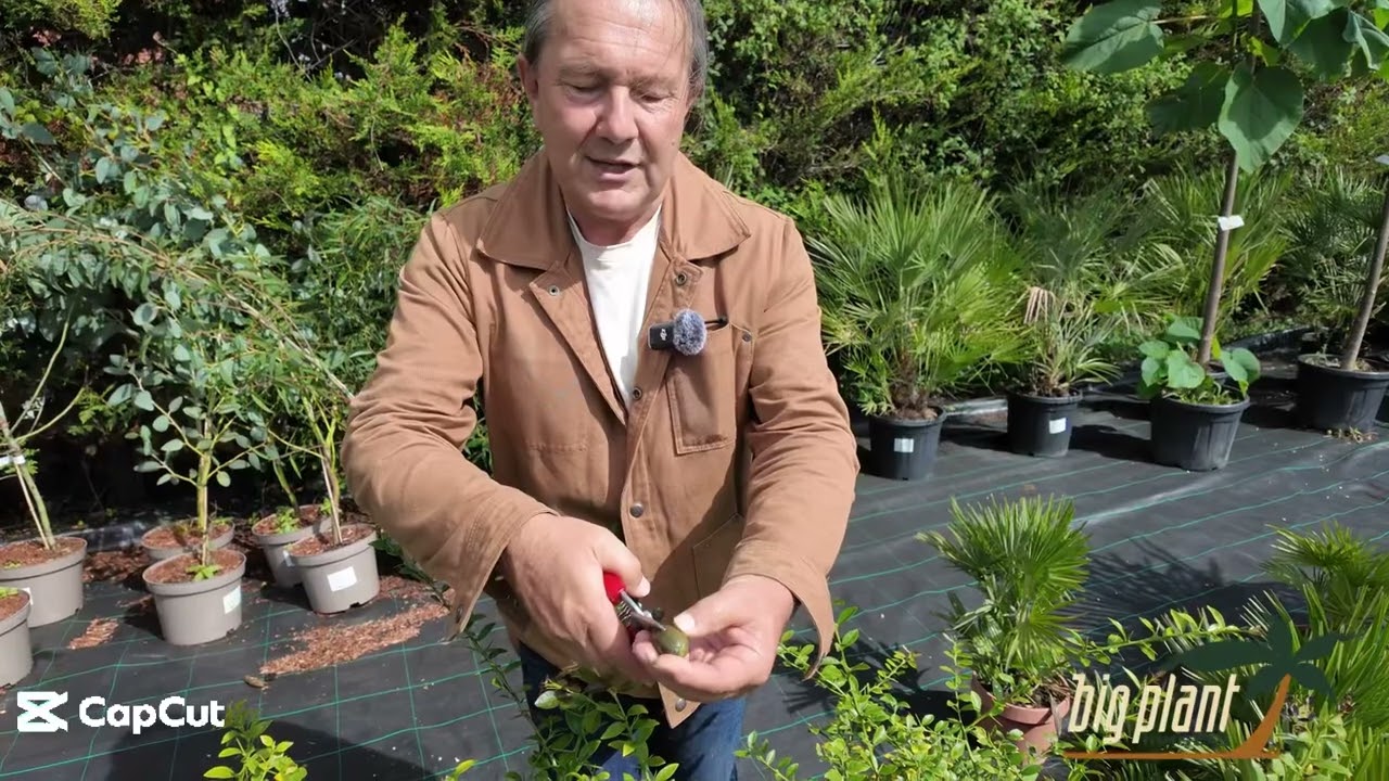 Australian &lsquo;Finger Limes&rsquo;