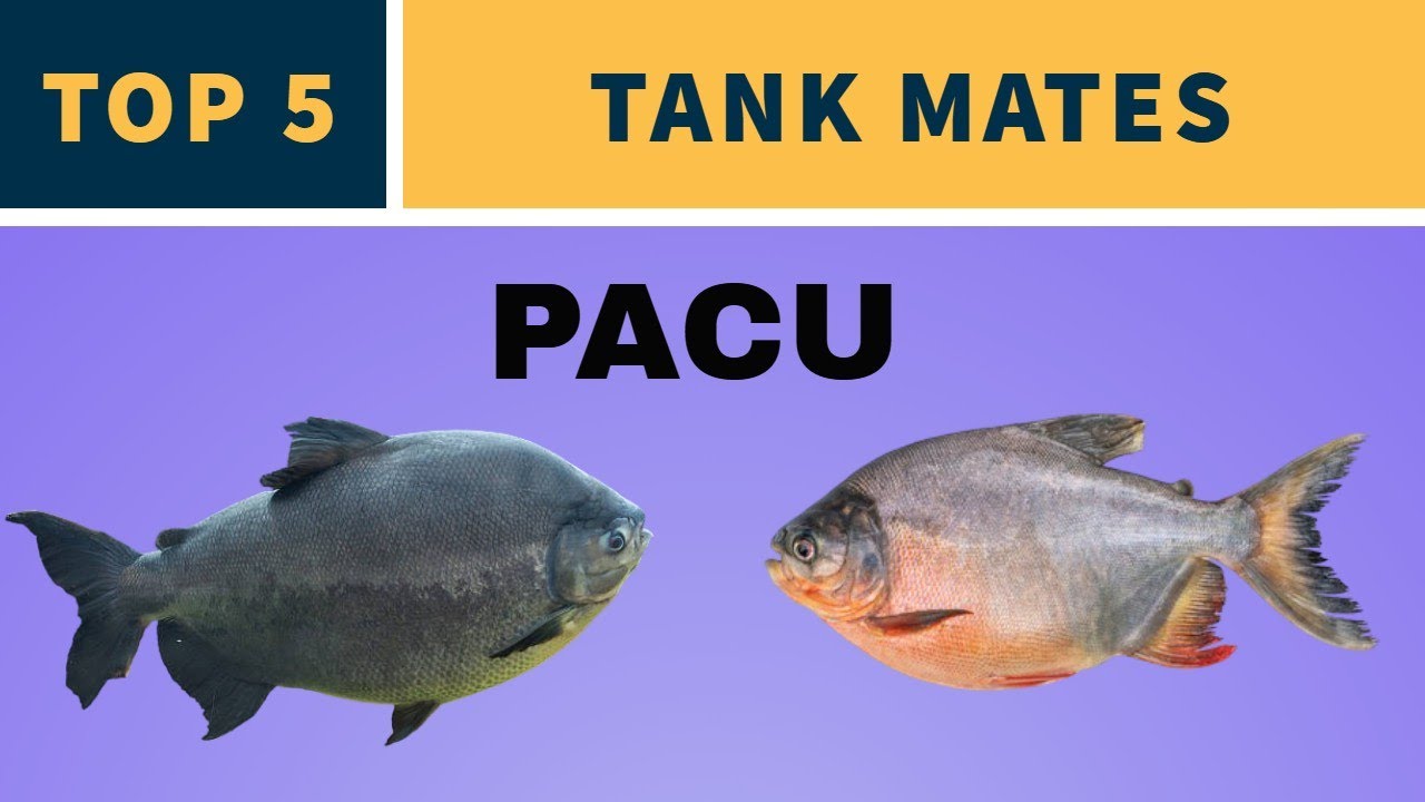 TANK MATES FOR PACU FISH