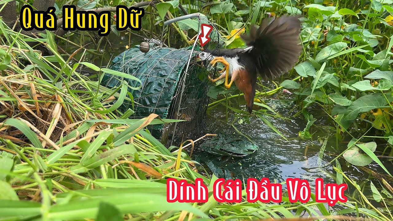 Mùa Này Kiếm Được Con Quốc Mà Lên Tiếng Đỏ Cả 2 Con Mắt | Đam Mê Săn Bắt