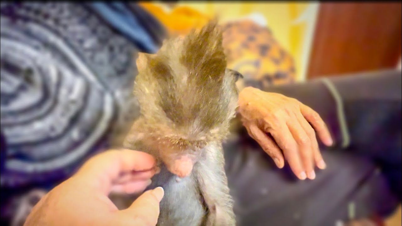 Я РУГАЮСЬ на лисят, на Люську, на Степашку чтобы  в доме был хоть какой-то порядок!