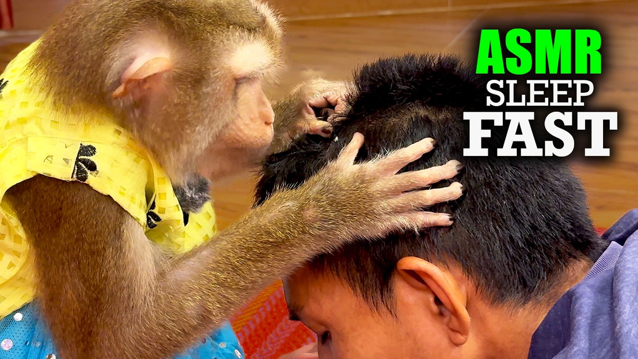 Scalp Massage ASMR by Real Monkey Judy (World's Best Hair Groomer, No Talking)