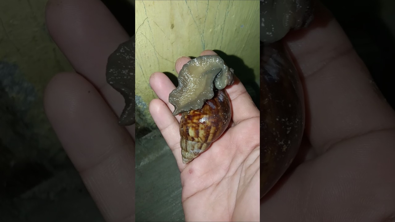 Złapałem dużego ślimaka wśr&oacute;d albinos&oacute;w #szorty