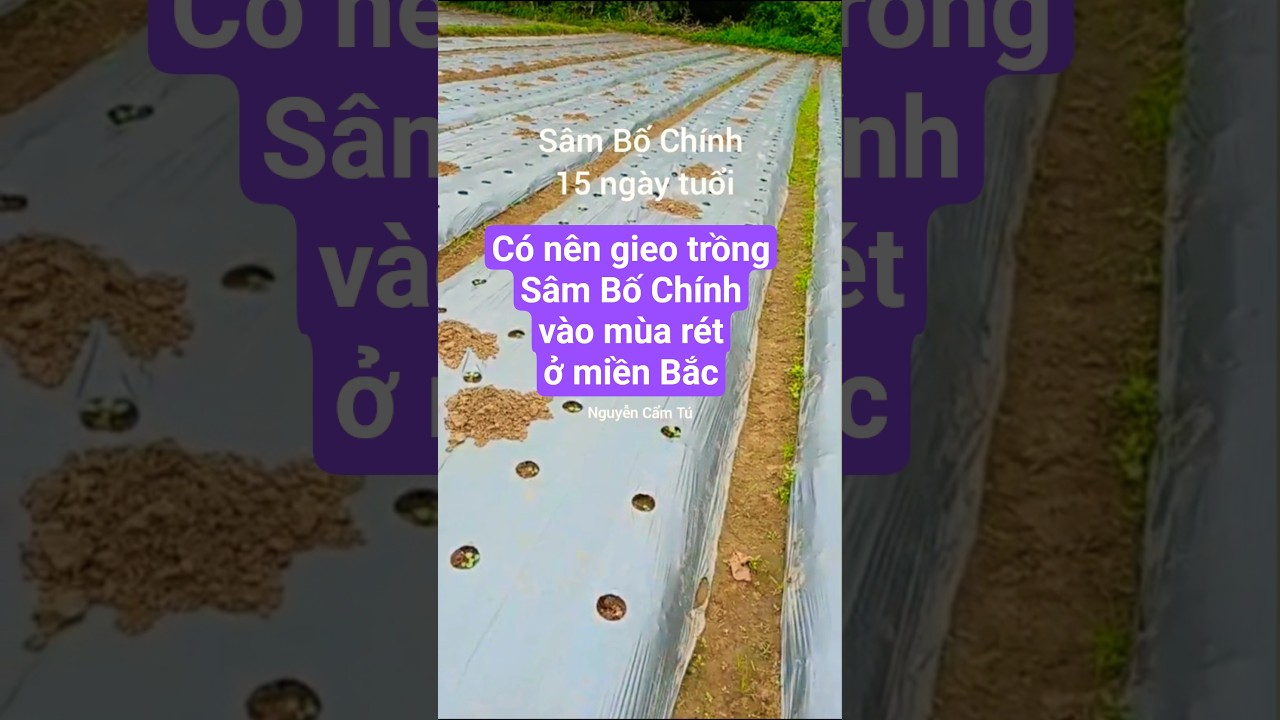 Should Bo Chinh Ginseng be planted in the cold season in the North? #seeds Zalo 0975058285 Nation...