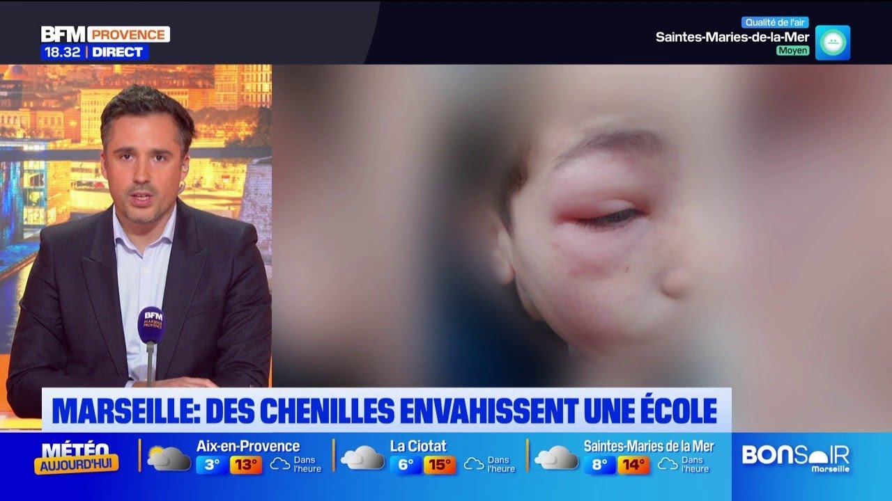 Des chenilles processionnaires envahissent une école à Marseille
