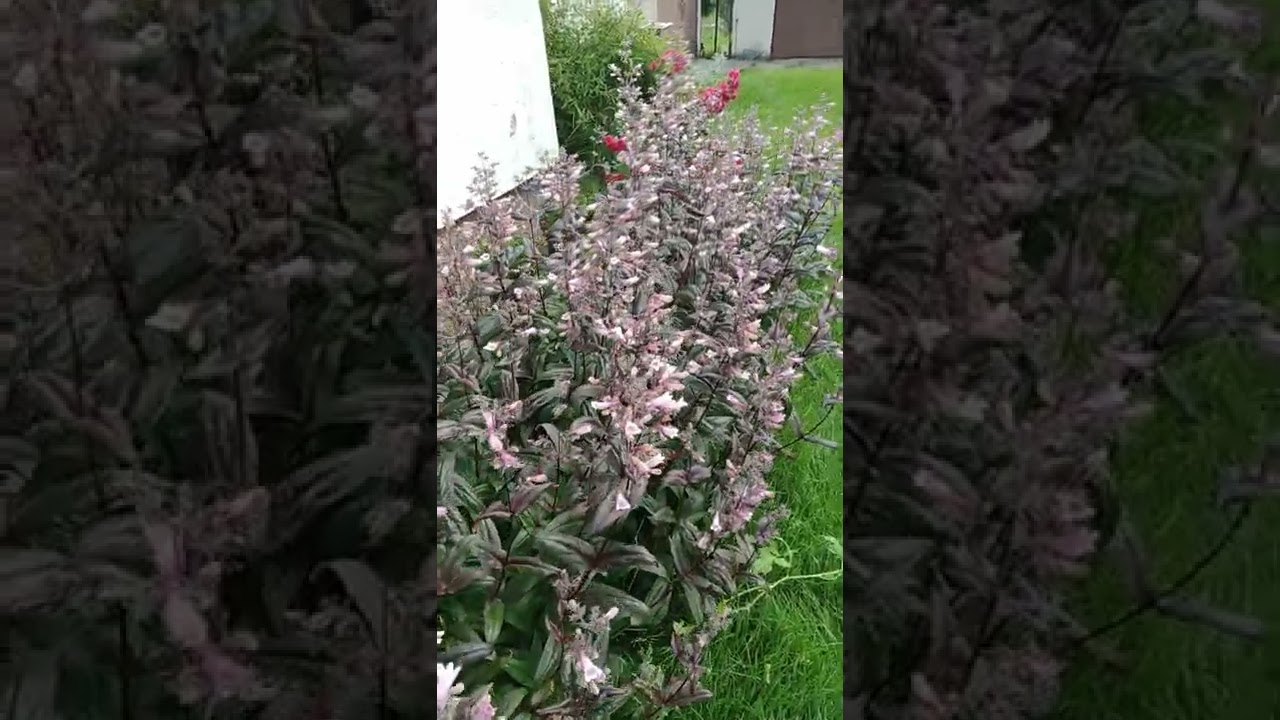 Uroczy penstemon😍