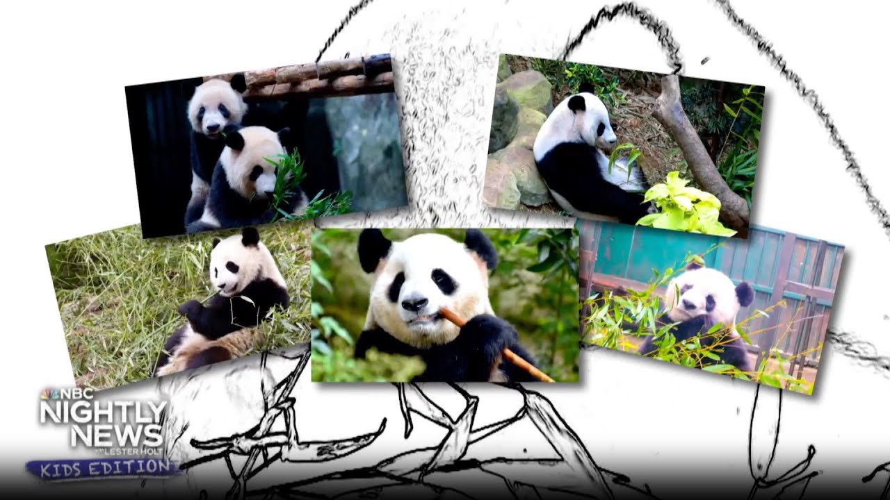 The National Zoo is throwing a giant farewell party for their pandas | Nightly News: Kids Edition