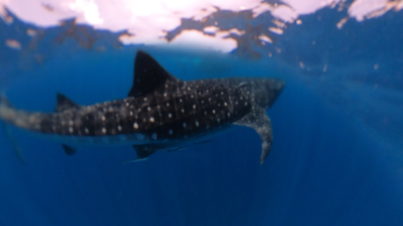 Sneak Peek at BEST DAY EVER! Whale Sharks and Cobia in Gulf of Mexico