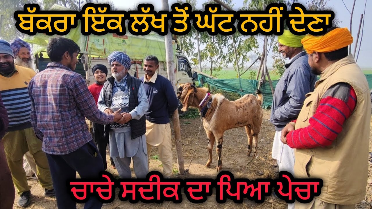 ਬੱਕਰਾ ਇੱਕ ਲੱਖ ਤੋਂ ਘੱਟ ਨਹੀਂ ਦੇਣਾ Mullanpur Bakra Mandi #live_sauda #goatfarming ##rajudirba #farming 