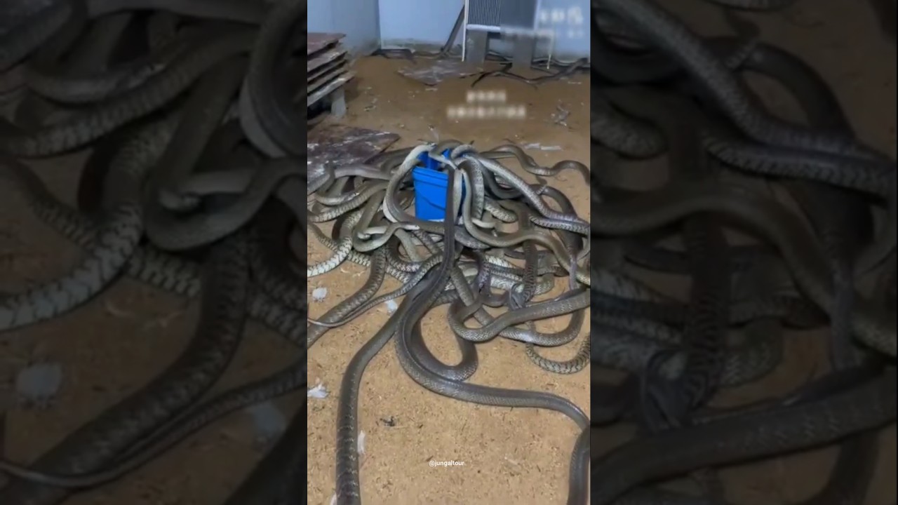 Poisonous snake farming #snake #farming #shorts