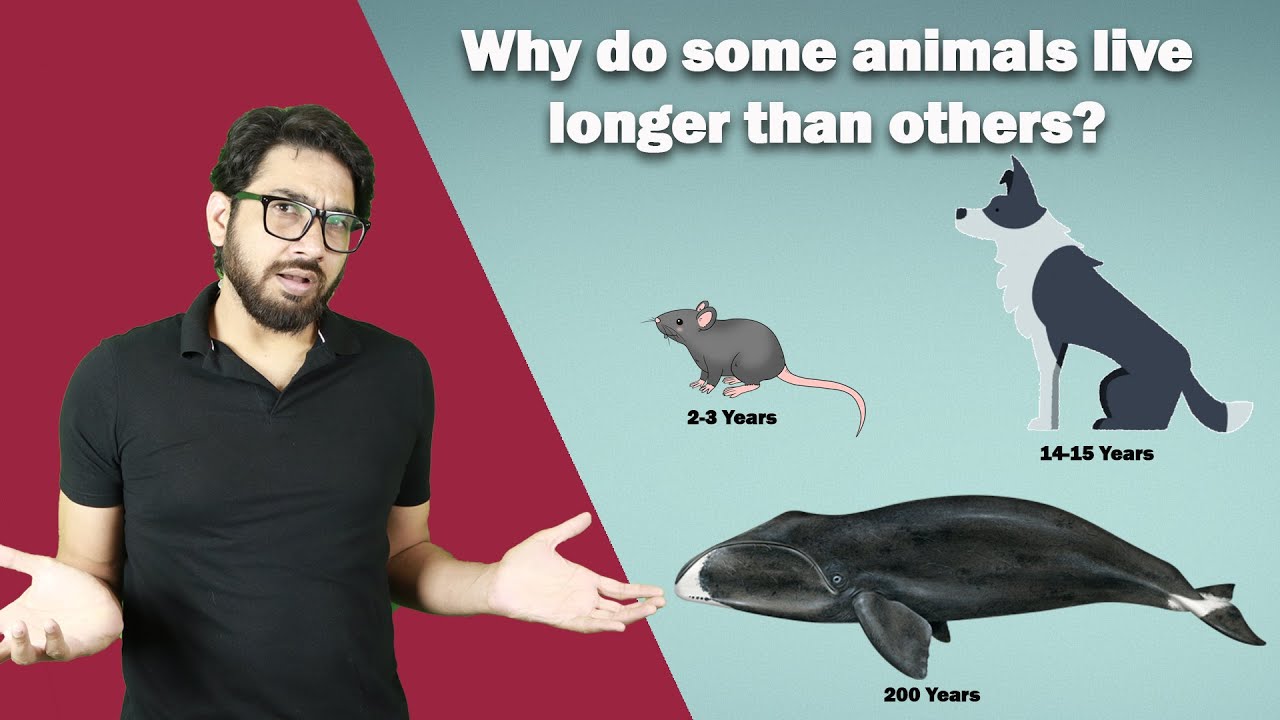 जानवरों के जीवनकाल में इतना अंतर क्यों है? | Why do animals have different lifespan?