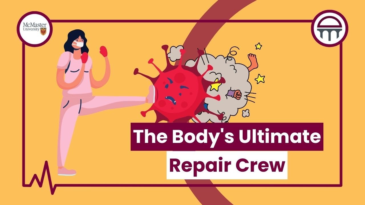 The  Body's Ultimate Repair Crew